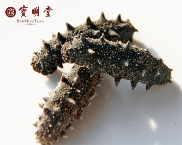 海參